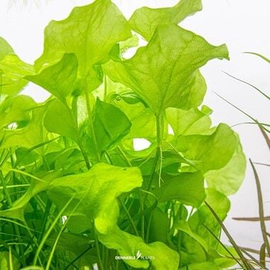 Dennerle Plants - Nymphoides sp. Taiwan PLANTIT! In Vitro Cup