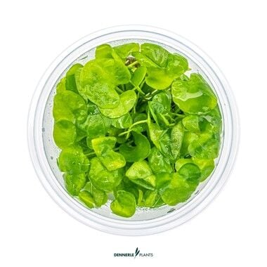 Dennerle Plants - Nymphoides sp. Taiwan PLANTIT! In Vitro Cup