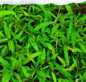 Staurogyne porto velho Premium POT