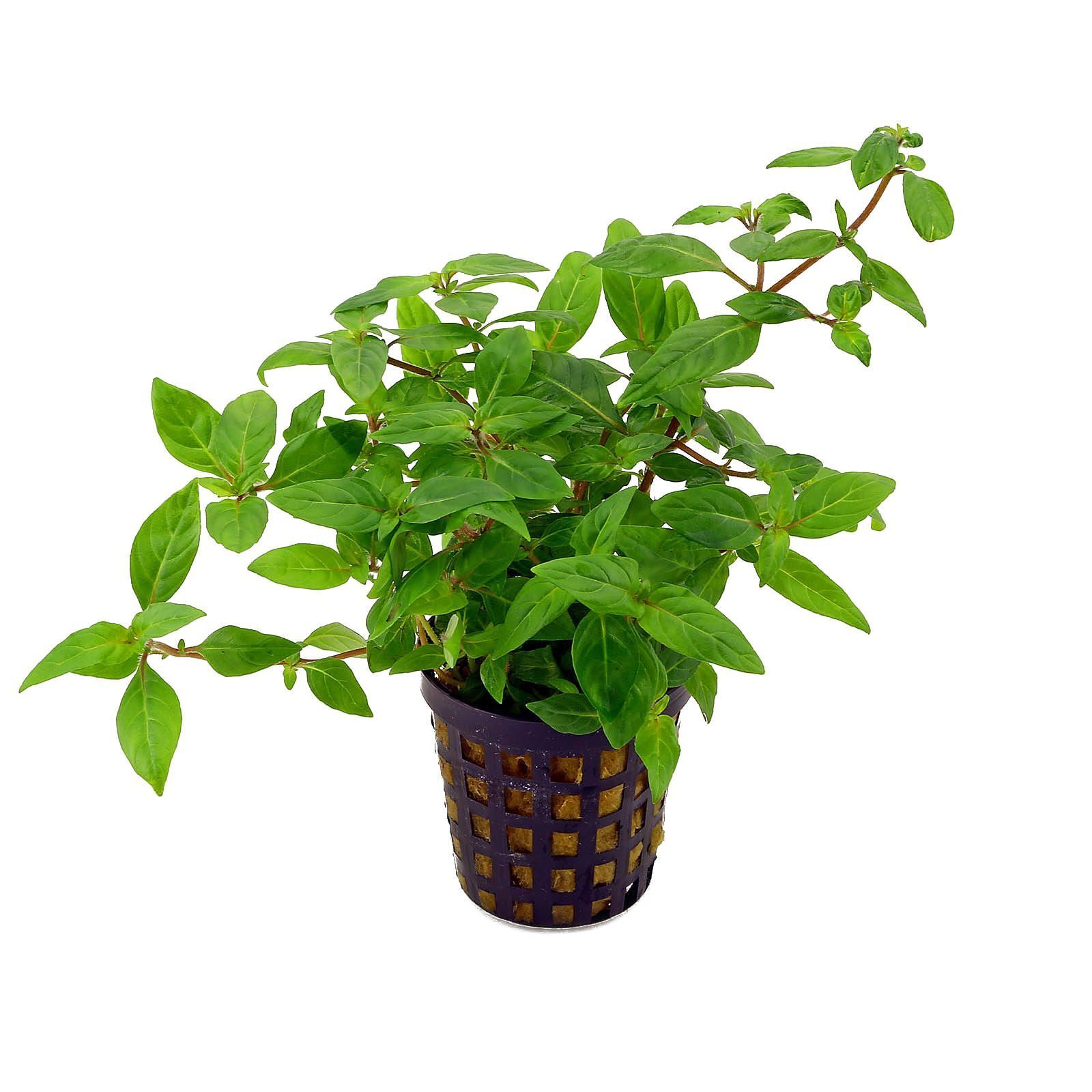 Staurogyne porto velho Premium POT