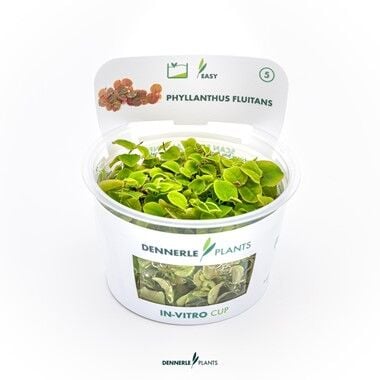 Dennerle Plants - Phyllanthus fluitans PLANTIT! In Vitro Cup