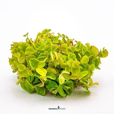 Dennerle Plants - Phyllanthus fluitans PLANTIT! In Vitro Cup