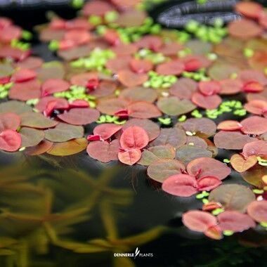 Dennerle Plants - Phyllanthus fluitans PLANTIT! In Vitro Cup