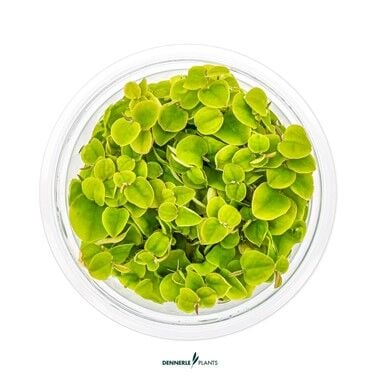 Dennerle Plants - Phyllanthus fluitans PLANTIT! In Vitro Cup