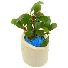 Bucephalandra brownie jande ADET