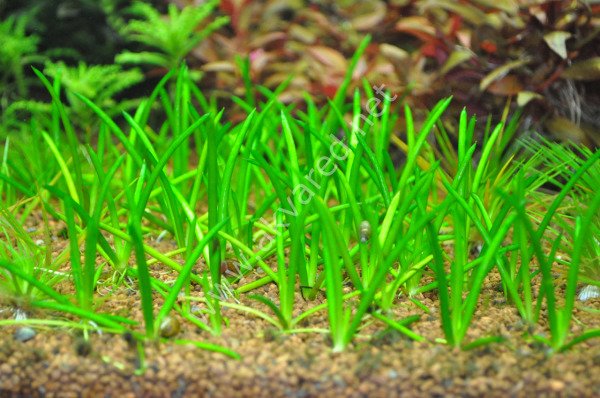 Littorella uniflora SAKSI