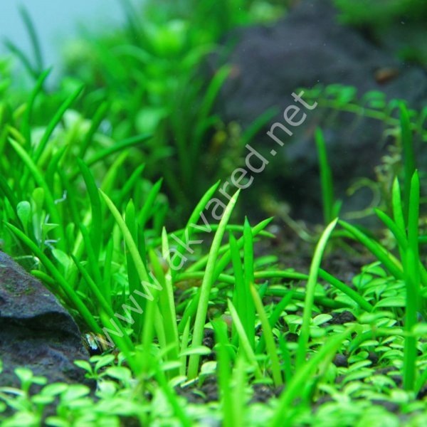 Littorella uniflora SAKSI