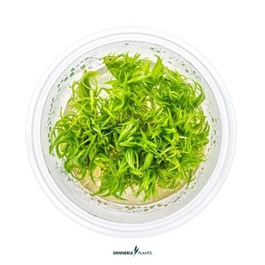 Dennerle Plants - Pogostemon deccanensis PLANTIT! In Vitro Cup