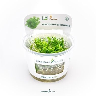 Dennerle Plants - Pogostemon deccanensis PLANTIT! In Vitro Cup