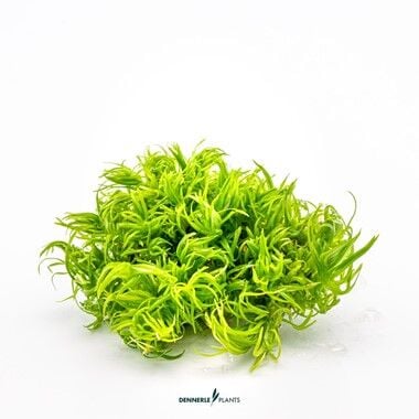 Dennerle Plants - Pogostemon deccanensis PLANTIT! In Vitro Cup