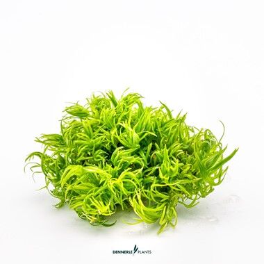 Dennerle Plants - Pogostemon deccanensis PLANTIT! In Vitro Cup