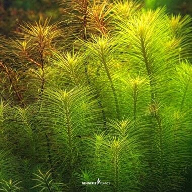 Dennerle Plants - Pogostemon deccanensis PLANTIT! In Vitro Cup