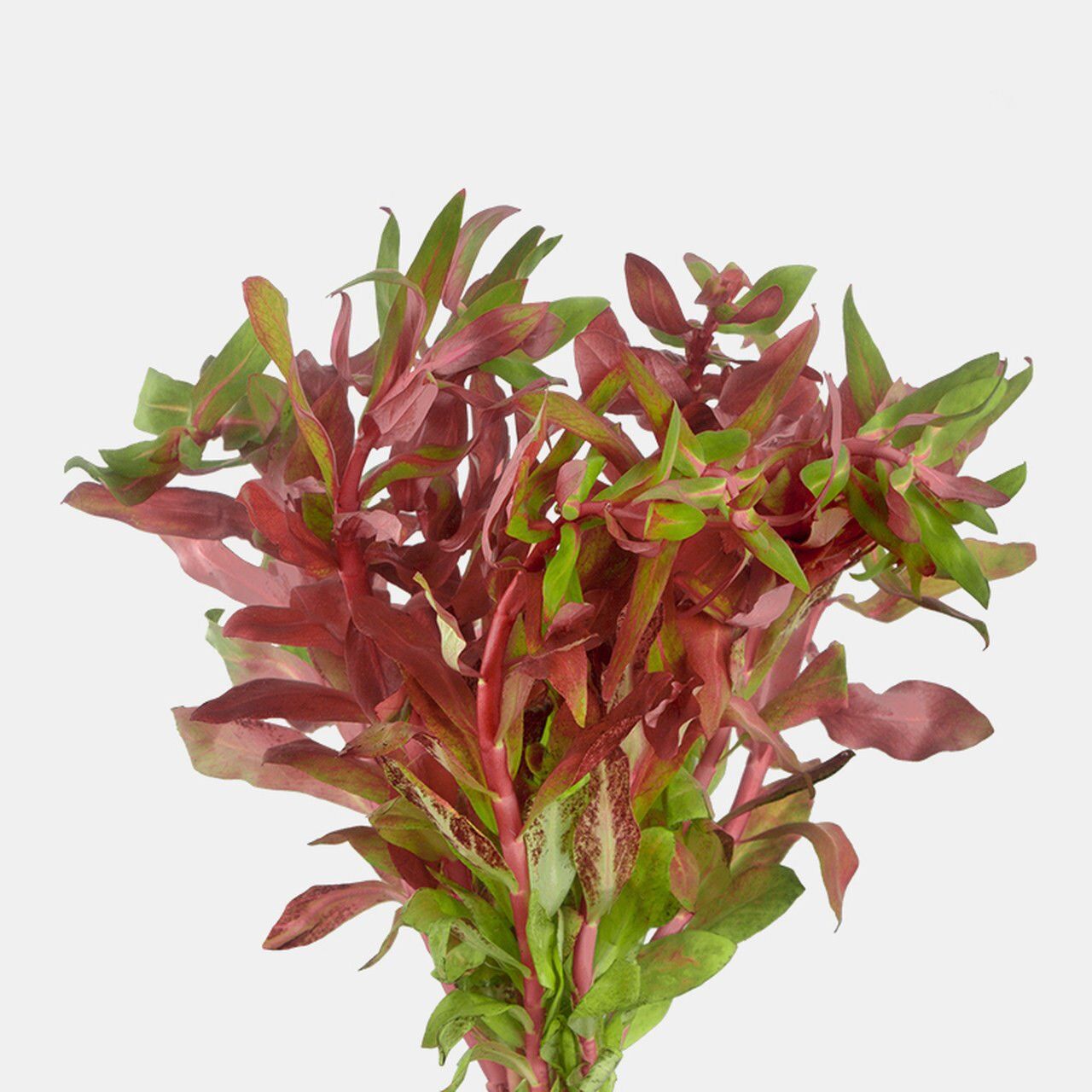 Ammannia senegalensis IN VITRO CUP