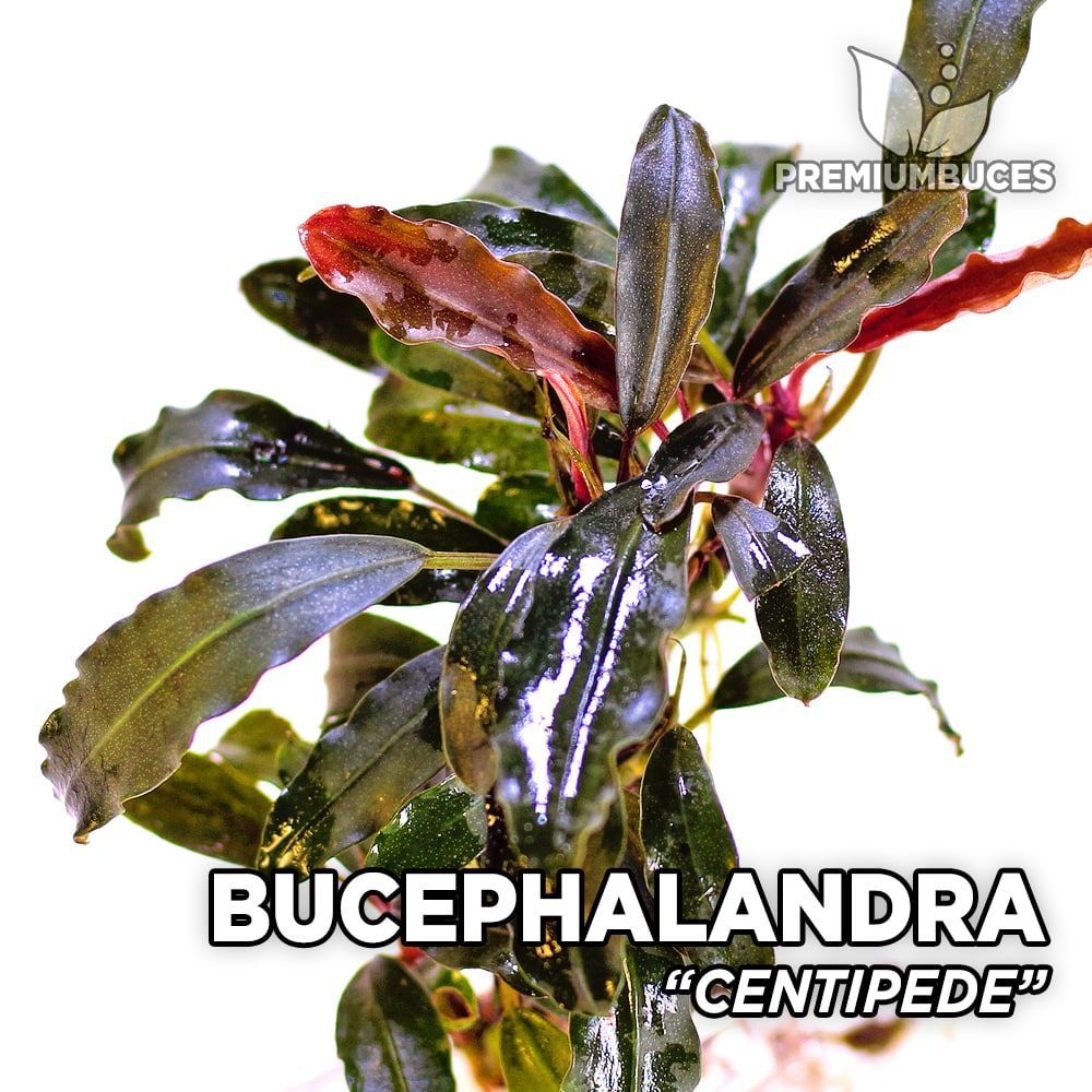 Bucephalandra centipede ADET