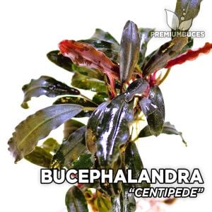 Bucephalandra centipede ADET