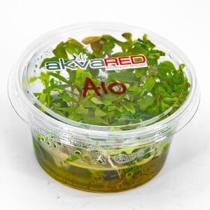 Ammannia senegalensis IN VITRO CUP