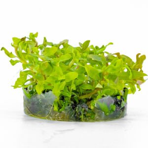 Ammannia senegalensis IN VITRO CUP