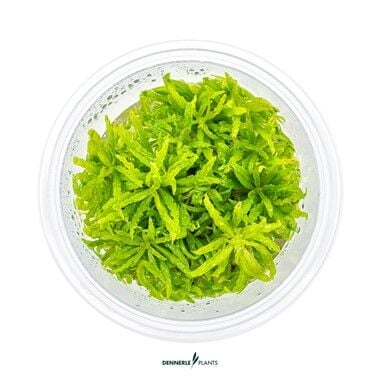 Dennerle Plants - Pogostemon helferi PLANTIT! In Vitro Cup