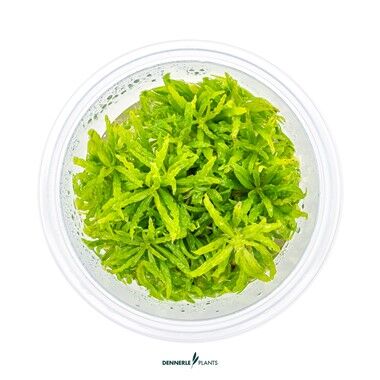 Dennerle Plants - Pogostemon helferi PLANTIT! In Vitro Cup