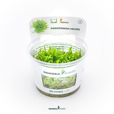 Dennerle Plants - Pogostemon helferi PLANTIT! In Vitro Cup