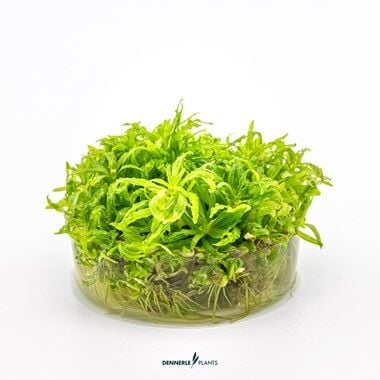 Dennerle Plants - Pogostemon helferi PLANTIT! In Vitro Cup