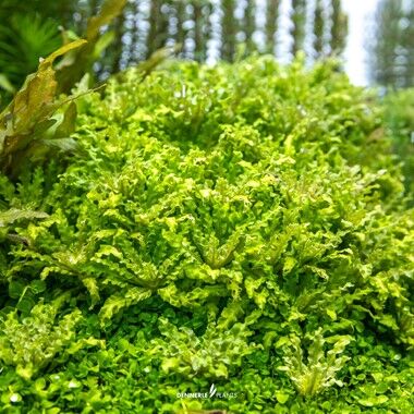 Dennerle Plants - Pogostemon helferi PLANTIT! In Vitro Cup