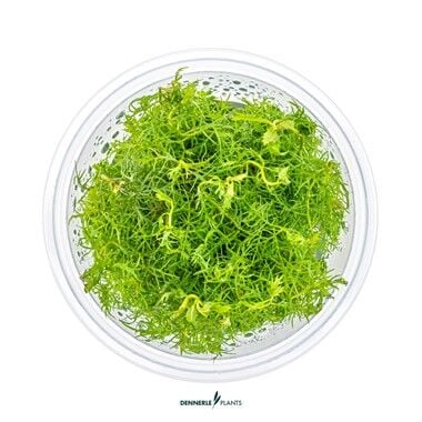 Dennerle Plants - Proserpinaca palustris PLANTIT! In Vitro Cup