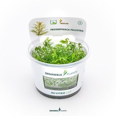 Dennerle Plants - Proserpinaca palustris PLANTIT! In Vitro Cup