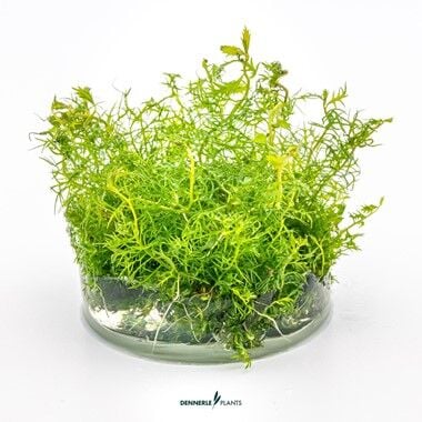 Dennerle Plants - Proserpinaca palustris PLANTIT! In Vitro Cup