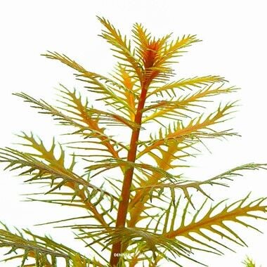 Dennerle Plants - Proserpinaca palustris PLANTIT! In Vitro Cup