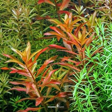 Dennerle Plants - Proserpinaca palustris PLANTIT! In Vitro Cup
