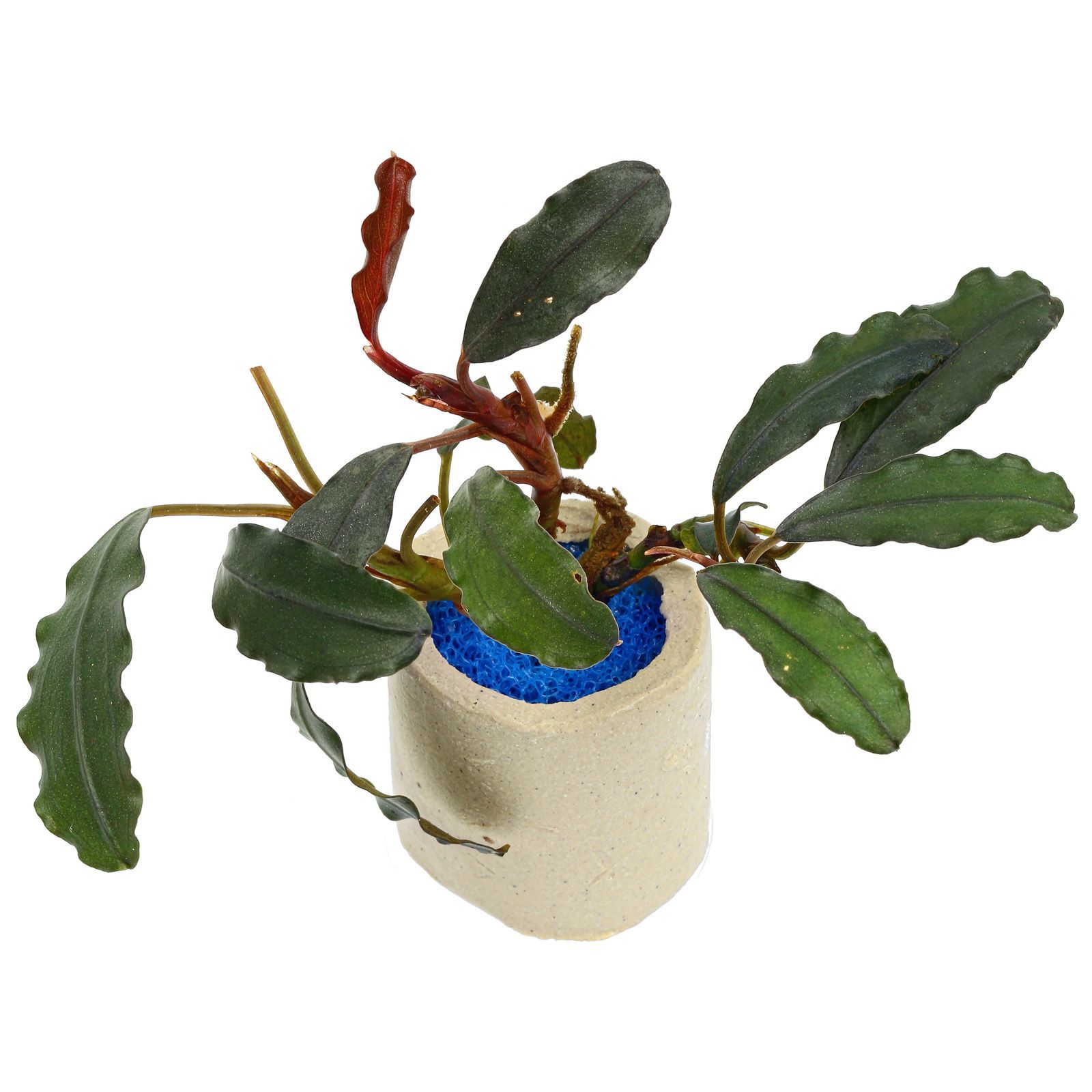 Bucephalandra giant catherine ADET