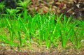 Littorella uniflora ADET