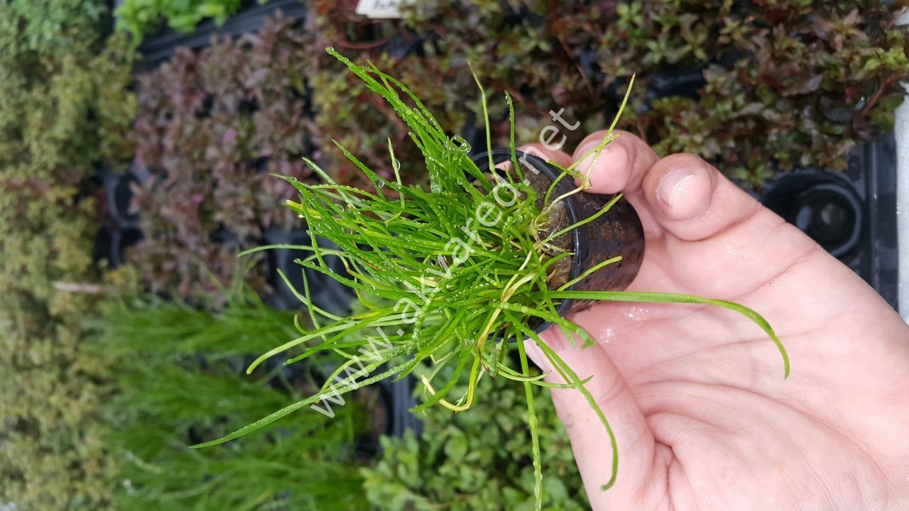 Littorella uniflora ADET