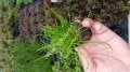 Littorella uniflora ADET