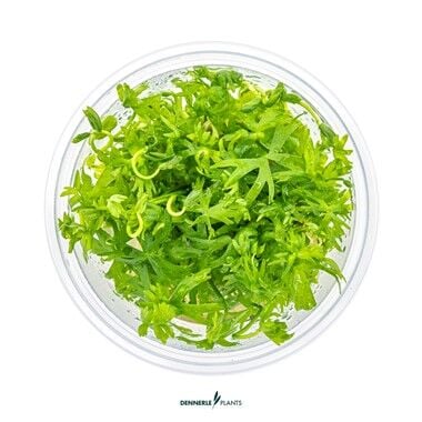 Dennerle Plants - Ranunculus inundatus PLANTIT! In Vitro Cup