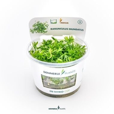 Dennerle Plants - Ranunculus inundatus PLANTIT! In Vitro Cup