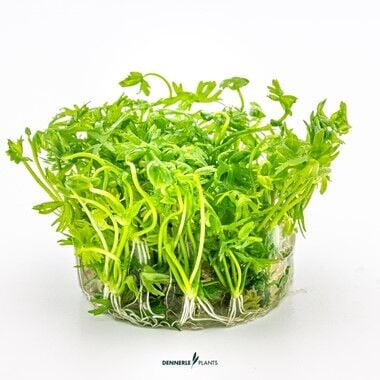 Dennerle Plants - Ranunculus inundatus PLANTIT! In Vitro Cup