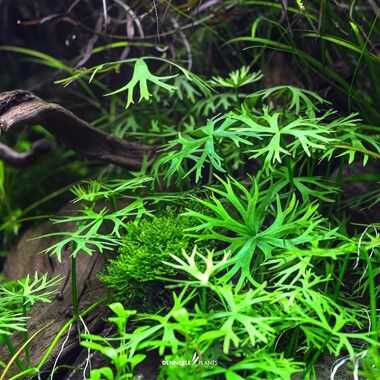 Dennerle Plants - Ranunculus inundatus PLANTIT! In Vitro Cup