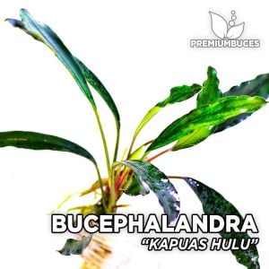Bucephalandra kapuas hulu ADET
