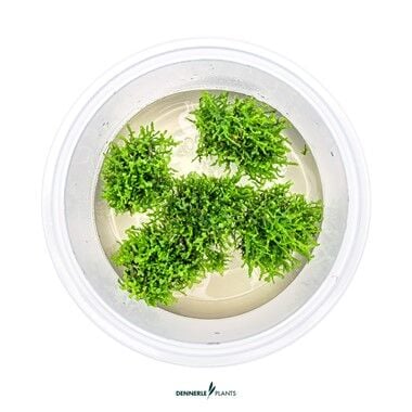Dennerle Plants - Riccardia chamedryfolia PLANTIT! In Vitro Cup