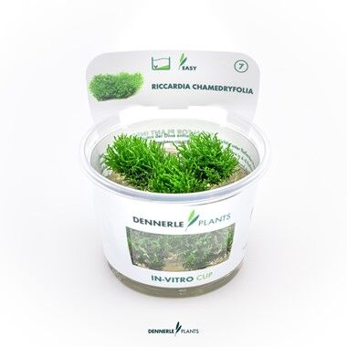 Dennerle Plants - Riccardia chamedryfolia PLANTIT! In Vitro Cup