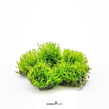 Dennerle Plants - Riccardia chamedryfolia PLANTIT! In Vitro Cup