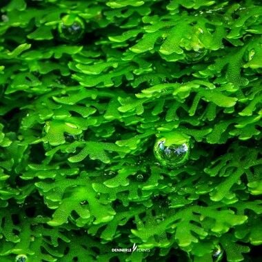 Dennerle Plants - Riccardia chamedryfolia PLANTIT! In Vitro Cup