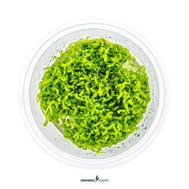 Dennerle Plants - Riccia fluitans PLANTIT! In Vitro Cup