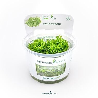 Dennerle Plants - Riccia fluitans PLANTIT! In Vitro Cup