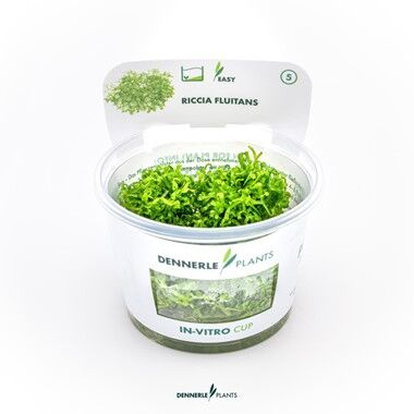 Dennerle Plants - Riccia fluitans PLANTIT! In Vitro Cup