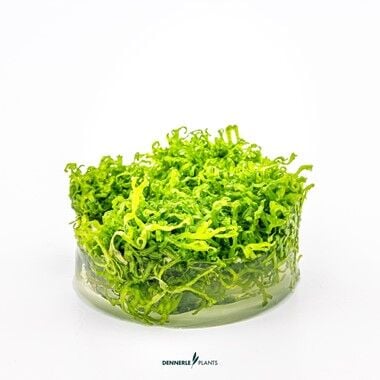 Dennerle Plants - Riccia fluitans PLANTIT! In Vitro Cup
