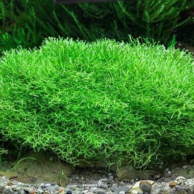 Dennerle Plants - Riccia fluitans PLANTIT! In Vitro Cup