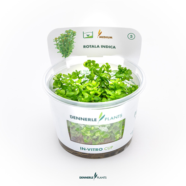 Dennerle Plants - Rotala indica PLANTIT! In Vitro Cup